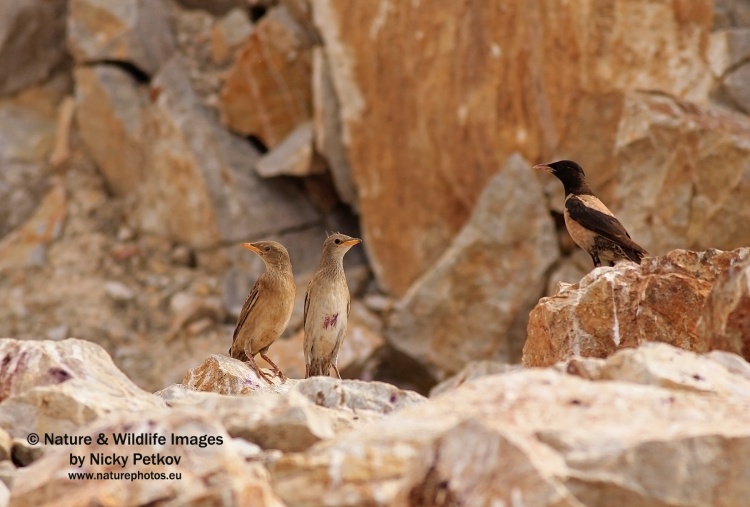 WildLife Photos of Birds, Crows, Starlings & others, Rose-colored Starling, Sturnus roseus